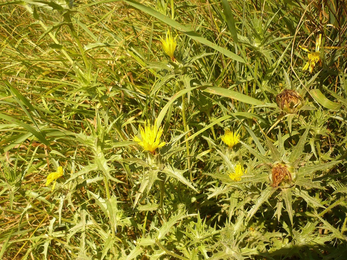 Carthamus lanatus (Asteraceae)